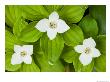 Bunchberry In Bloom On Monadnock Mountain, Lemington, Vermont, Usa by Jerry & Marcy Monkman Limited Edition Print