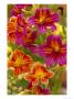 Salpiglossis-Painted Tongue, Seattle, Washington, Usa by Terry Eggers Limited Edition Print
