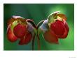 God Rays On Pitcher Plant Blossom, St. Ignace, Michigan, Usa by Claudia Adams Limited Edition Print