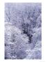 Snow Flocked Trees, Washington, Usa by William Sutton Limited Edition Print