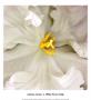 White Parrot Tulip by Andrew Levine Limited Edition Print