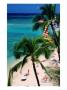 Palm Trees Over Waikiki Beach, Waikiki, U.S.A. by Ann Cecil Limited Edition Print