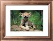 Wolf Cub by Art Wolfe Limited Edition Print