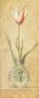 Vintage Tulip In Glass Vase by Danhui Nai Limited Edition Print