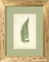 Fern Iv by Edward Lowe Limited Edition Pricing Art Print