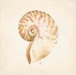 Nautilus Discovery by Lauren Hamilton Limited Edition Print