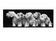 Group Of Five Sealyham Puppies Looking Away From The Camera by Thomas Fall Limited Edition Pricing Art Print