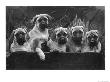Row Of Mastiff Puppies Owned By Oliver by Thomas Fall Limited Edition Print