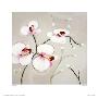Wild Orchid by Janet Bell Limited Edition Print