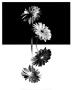 Gerbera Daisy by Ralph Chermak Limited Edition Pricing Art Print