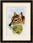 Tasmanian Wolf Or Tiger (Thylacinus Cynocephalus) by Henry Constantine Richter Limited Edition Pricing Art Print