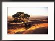 Petrified Dunes, Namibia, Africa by Nigel Charman Limited Edition Print