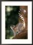 Ring-Tailed Lemur, Lemur Catte by Robert Franz Limited Edition Pricing Art Print