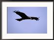 A Portrait Of A Flying Hawk by Chris Johns Limited Edition Print