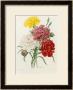 Carnation, Circa 1833 by Pierre-Joseph Redoute Limited Edition Print