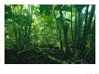 A Ground Level View In A Thicket Of Plants With Large Leaves by Klaus Nigge Limited Edition Print