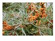 Hippophae Rhamnoides (Sea Buckthorn), Bright Orange Fruit And Grey Green Leaves by Mark Bolton Limited Edition Pricing Art Print