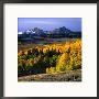 Jordan Basin With Golden Aspen Trees In Foreground, Sierra Nevada, Usa by Wes Walker Limited Edition Pricing Art Print