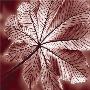 Autumn Leaf Iv by Steven Mitchell Limited Edition Print