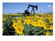 Sunflowers, Oil Derrick, Colorado, Usa by Terry Eggers Limited Edition Print