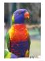 Rainbow Lorikeet, Australia by David Wall Limited Edition Print
