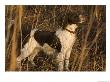 An English Springer Spaniel Points For His Master by Joel Sartore Limited Edition Print