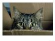 Cat Peeking Out From Box by David Bitters Limited Edition Pricing Art Print