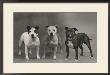 Three Dogs Together by Thomas Fall Limited Edition Pricing Art Print
