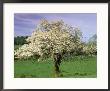 Wild Dogwood Tree by Charles Shoffner Limited Edition Print