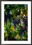Purple Grapes Hanging On Vine, Napa Valley, California, Usa by Stephen Saks Limited Edition Pricing Art Print