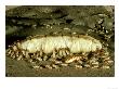 Termites, Queen & Workers In Royal Cell, Kenya by Alan Root Limited Edition Print