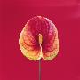 Anthurium On Red Background by Heide Benser Limited Edition Print