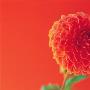 Orange Dahlia by Heide Benser Limited Edition Print