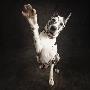 Great Dane Giving A High-Five by David Sutton Limited Edition Print