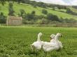 Three Geese In Field by Monty Rakusen Limited Edition Print