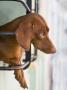 Dog Looking Out Window, Santiago De Cuba, Cuba. by Benjamin Rondel Limited Edition Print