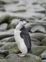 A Chinstrap Penguin On The Shore Of Half Moon Island, Antarctic Archipelago by Ron Watts Limited Edition Print