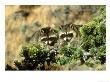Raccoon, Procyon Lotor Pair In Tree Montana by Alan And Sandy Carey Limited Edition Pricing Art Print