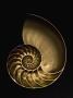 Golden Nautilus Shell On Black Sand by Seth Joel Limited Edition Print