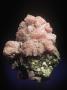 Rhodochrosite Crystals (Mnco3) On Pyrite, An Ore Of Manganese, Peru, South America by Mark Schneider Limited Edition Print