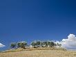 Italy, Tuscany, Olive Trees Under Blue Sky by Fotofeeling Limited Edition Print