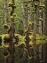 Swamp Forest, Naikoon Provincial Park, Haida Gwaii, British Columbia, Canada. by David Nunuk Limited Edition Print