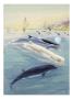 Male Bottlenose Whales Are Sometimes Almost Pure White by National Geographic Society Limited Edition Print