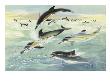 Common Dolphins And Harbor Porpoises Eat From The Same School Of Fish by National Geographic Society Limited Edition Print