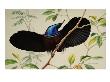 A Black Riflebird Perching On A Branch Displays His Neckpiece by National Geographic Society Limited Edition Print