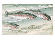 Painting Of A Trio Of Rainbow Trout by National Geographic Society Limited Edition Print