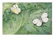 A Painting Of Pupa And Adults Of European Cabbage Butterflies by National Geographic Society Limited Edition Print