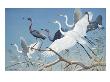 Herons And Egrets Perch On Branches And Fly Into Blue Sky by National Geographic Society Limited Edition Print