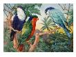 A Painting Depicts Three Brush-Tongued Parakeets Sitting On Branches by National Geographic Society Limited Edition Pricing Art Print