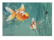 An Oranda And A Scaleless Nymph Swim Together by National Geographic Society Limited Edition Print